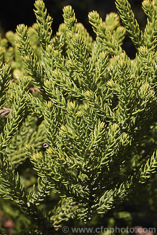 The mature foliage of the Hoop Pine or Moreton Bay Pine (<i>Araucaria cunninghamii</i>), an evergreen coniferous tree native to the east coast of Australia. A variety also occurs in New Guinea. When mature, it is similar to the Norfolk Island Pine (<i>Araucaria heterophylla</i>) but it does not have the rigidly symmetrical juvenile habit of A heterophylla. Order: Pinales, Family: Araucariaceae