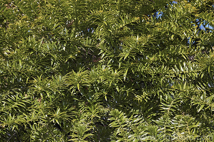 The foliage of the Bunya. Bunya (<i>Araucaria bidwillii</i>), a 45m tall evergreen conifer native to Queensland, Australia. It is a near relative of the monkey puzzle tree and Norfolk Island pine. Each of the leaves is tipped with a sharp spine. Order: Pinales, Family: Araucariaceae