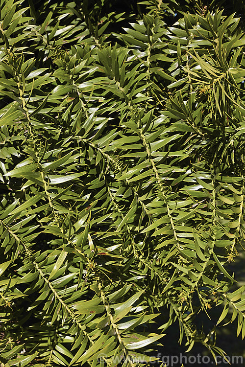 The foliage of the Bunya Bunya (<i>Araucaria bidwillii</i>), a 45m tall evergreen conifer native to Queensland, Australia. It is a near relative of the monkey puzzle tree and Norfolk Island pine. Each of the leaves is tipped with a sharp spine. Order: Pinales, Family: Araucariaceae