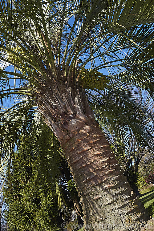 Yatay, Wine. Palm or Jelly Palm (<i>Butia capitata</i>), a 5-6m tall feather palm from Brazil, Uruguay and Argentina. Its arching blue-grey fronds are a distinctive feature.