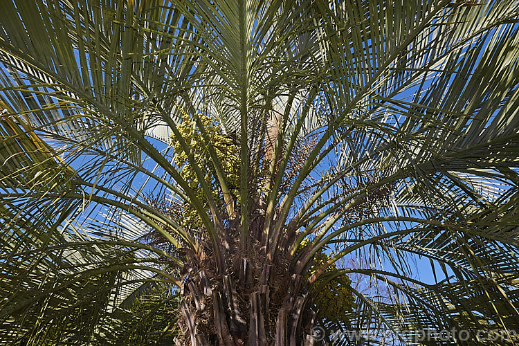 Yatay, Wine. Palm or Jelly Palm (<i>Butia capitata</i>), a 5-6m tall feather palm from Brazil, Uruguay and Argentina. Its arching blue-grey fronds are a distinctive feature.