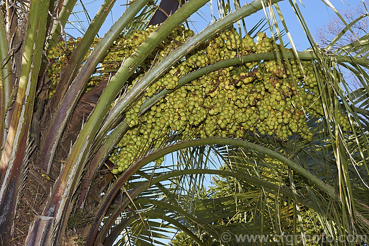 The fruits of the Yatay, Wine. Palm or Jelly Palm (<i>Butia capitata</i>), a 5-6m tall feather palm from Brazil, Uruguay and Argentina. Its arching blue-grey fronds are a distinctive feature.