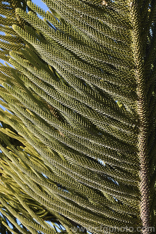 The very distinctive cord-like sprays of foliage on the midrib of the branch of a Norfolk Pine (<i>Araucaria heterophylla</i>). Endemic to Norfolk Island, this tree has the unusual habit of being very upright despite constant exposure to wind, which makes it a very popular coastal tree in areas that are mild enough to support it. Order: Pinales, Family: Araucariaceae