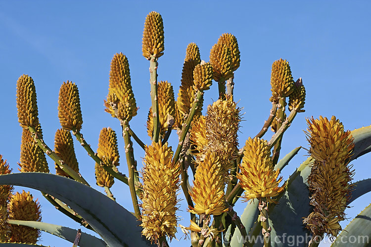 Quiver. Tree or Kokerboom (<i>Aloidendron dichotomum [syn. Aloe dichotoma]), a tree-like Aloe that eventually develops a thick trunk with a very broad base. Found in Namibia and the northern Cape region of South Africa, this species is under threat in the wild but is widely cultivated. When young, its branching yellow inflorescences are a feature, but as the plant ages and develops its adult form. Its shape becomes more important. aloidendron-3660htm'>Aloidendron.