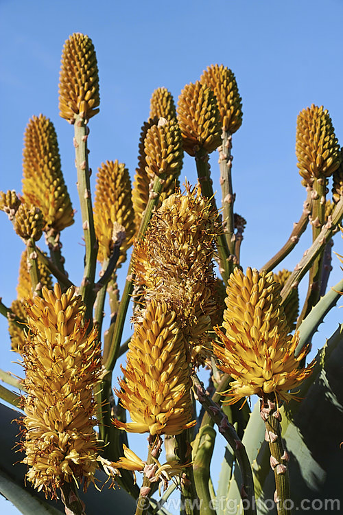 Quiver. Tree or Kokerboom (<i>Aloidendron dichotomum [syn. Aloe dichotoma]), a tree-like Aloe that eventually develops a thick trunk with a very broad base. Found in Namibia and the northern Cape region of South Africa, this species is under threat in the wild but is widely cultivated. When young, its branching yellow inflorescences are a feature, but as the plant ages and develops its adult form. Its shape becomes more important. aloidendron-3660htm'>Aloidendron.