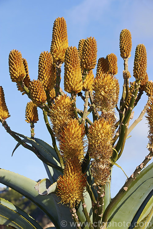 Quiver. Tree or Kokerboom (<i>Aloidendron dichotomum [syn. Aloe dichotoma]), a tree-like Aloe that eventually develops a thick trunk with a very broad base. Found in Namibia and the northern Cape region of South Africa, this species is under threat in the wild but is widely cultivated. When young, its branching yellow inflorescences are a feature, but as the plant ages and develops its adult form. Its shape becomes more important. aloidendron-3660htm'>Aloidendron.