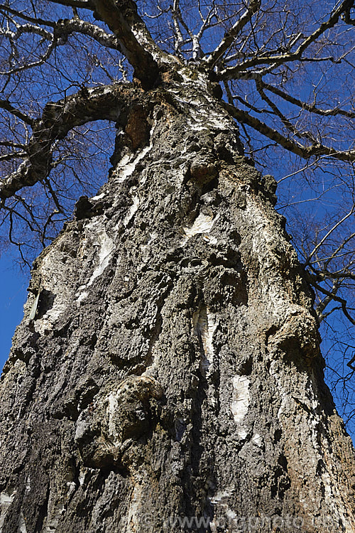 The trunk of an old Silver Birch (<i>Betula pendula</i>) in winter. This extremely hardy Eurasian tree widely cultivated for its silver-grey bark, which is at its best on young plants. Its foliage often colours well in autumn, developing rich yellow to gold tones. betula-2077htm'>Betula. <a href='betulaceae-plant-family-photoshtml'>Betulaceae</a>.