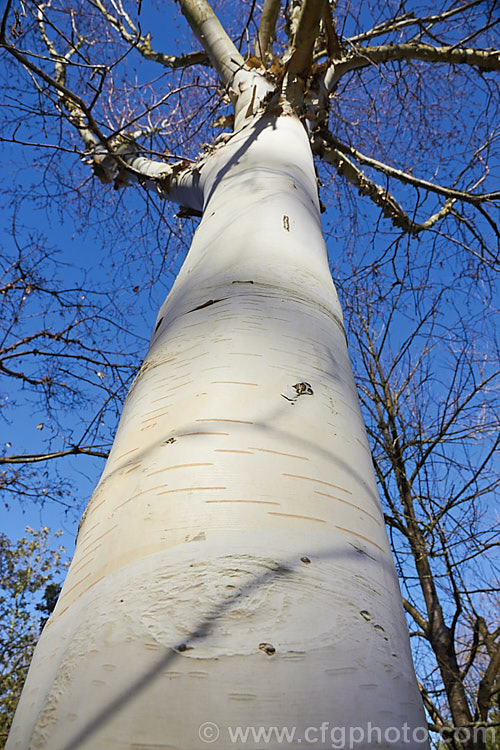 The trunk of Betula utilis var. jacquemontii 'Silver Shadow' in winter. This near pure white-barked cultivar of the Kashmir and central Nepal form of the Himalayan birch is usually grafted onto Betula utilis stock. betula-2077htm'>Betula. <a href='betulaceae-plant-family-photoshtml'>Betulaceae</a>.