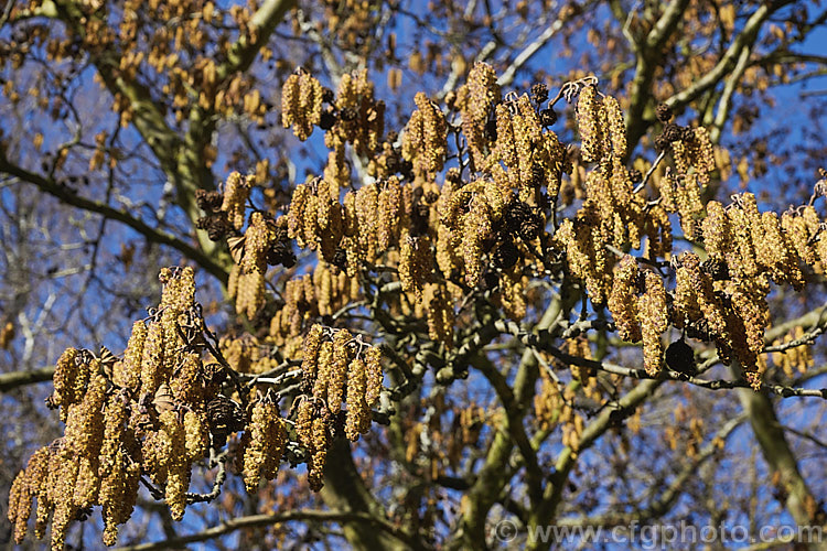 Common Alder (<i>Alnus glutinosa</i>) with developing catkins in late winter. This very hardy moisture-loving deciduous tree is native to Eurasia and North Africa. alnus-2121htm'>Alnus. <a href='betulaceae-plant-family-photoshtml'>Betulaceae</a>.