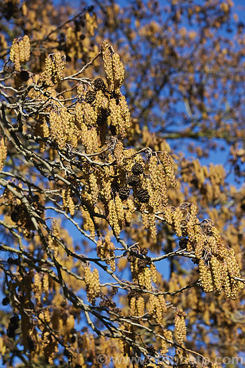 Common Alder (<i>Alnus glutinosa</i>) with developing catkins in late winter. This very hardy moisture-loving deciduous tree is native to Eurasia and North Africa. alnus-2121htm'>Alnus. <a href='betulaceae-plant-family-photoshtml'>Betulaceae</a>.