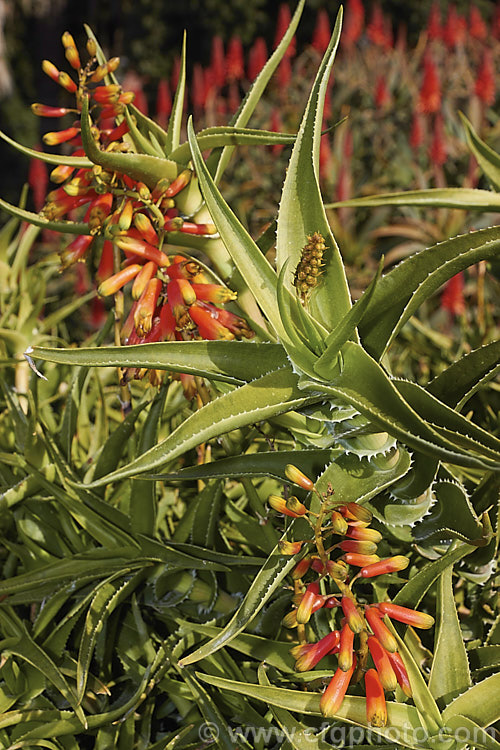 Climbing Aloe (<i>Aloe ciliaris</i>), a South African succulent with sprawling stems up to 5m long. It is usually seen as a mounding groundcover to over 1m high but may be espaliered as a climber. Order: Asparagales, Family: Asphodelaceae