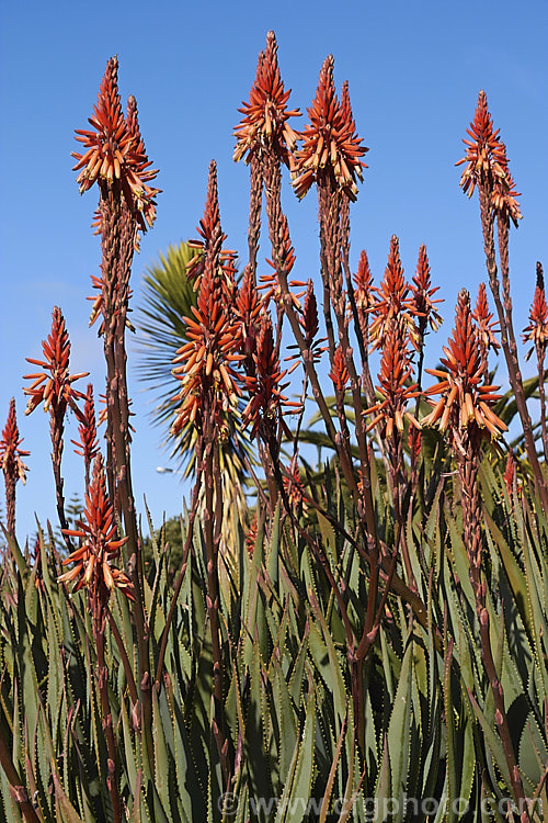 Aloe humilis (syn. Aloe virens</i>), an evergreen succulent native to southern Africa. Its fleshy leaves are toothed and edged with spine-tipped teeth. This species does not form a trunk and develops into a dense clump of foliage. The flowers are borne atop tall, unbranched stems. Some authorities consider this species to be a form of Aloe humilis, though they appear quite dissimilar. Order: Asparagales, Family: Asphodelaceae