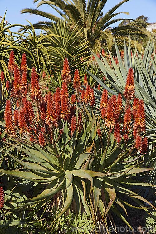 Aloe 'Big. Brass', a hybrid aloe that is among the first to flower, usually being in flower from midwinter. The foliage and flowers are like that of an oversized. Aloe arborescens, but the inflorescence is branched. Order: Asparagales, Family: Asphodelaceae