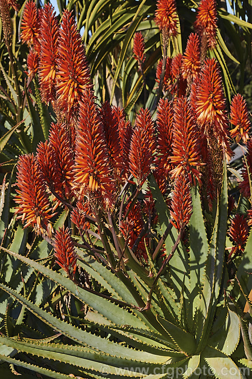 The inflorescence of Aloe 'Big. Brass', a hybrid aloe that is among the first to flower, usually being in flower from midwinter. The foliage and flowers are like that of an oversized. Aloe arborescens, but the inflorescence is branched. Order: Asparagales, Family: Asphodelaceae