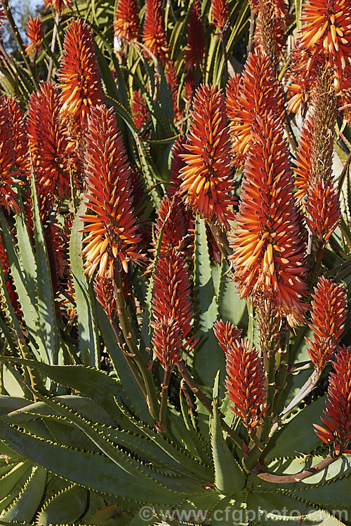 The inflorescence. Aloe 'Big. Brass', a hybrid aloe that is among the first to flower, usually being in flower from midwinter. The foliage and flowers are like that of an oversized. Aloe arborescens, but the inflorescence is branched. Order: Asparagales, Family: Asphodelaceae