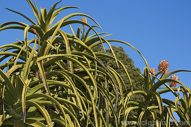 Aloidendron barberae (syns. Aloidendron bainesii, Aloe bainesii</i>), a tree-like aloe native to South Africa, Swaziland and Mozambique. It can reach 18m tall, with sturdy branches, leaves to 90cm long and inflorescences of green-tipped deep red-pink flowers in winter. aloidendron-3660htm'>Aloidendron.