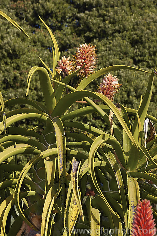 Aloidendron barberae (syns. Aloidendron bainesii, Aloe bainesii</i>), a tree-like aloe native to South Africa, Swaziland and Mozambique. It can reach 18m tall, with sturdy branches, leaves to 90cm long and inflorescences of green-tipped deep red-pink flowers in winter. aloidendron-3660htm'>Aloidendron.