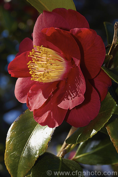 <i>Camellia</i> 'Bob Hope', one of the deepest red-flowered camellias, this Nuccio-raised <i>Camellia japonica</i> hybrid was introduced in 1972. The plant is compact and the flowers open over a long season. Order: Ericales, Family: Theaceae