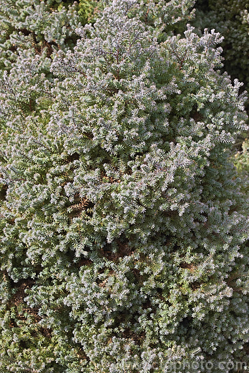 The late winter foliage of Chamaecyparis thyoides 'Rubicon', a cultivar of the White Cypress, a 30m tall tree native to eastern North America 'Rubicon' is a fairly compact cultivar with bronze green to glaucous foliage that develops purplish tints in winter. chamaecyparis-2076htm'>Chamaecyparis. Order: Pinales, Family: Cupressaceae