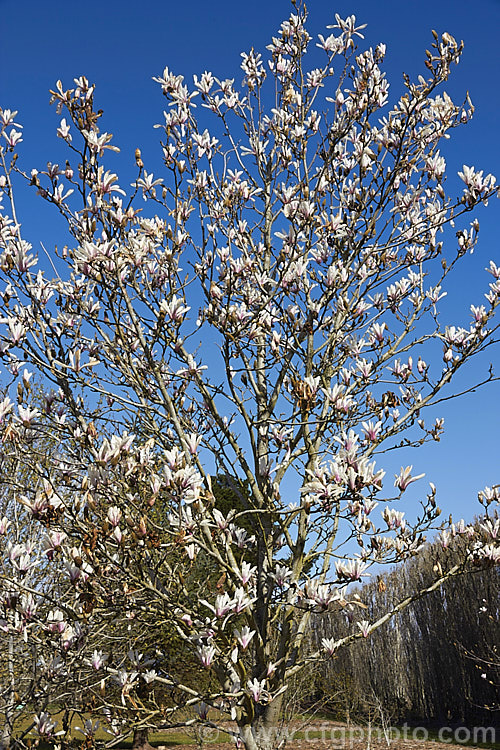 Tianmu. Magnolia (<i>Magnolia amoena</i>), a small, 7-12m tall, deciduous tree discovered in 1933 on Tianmu. Mountain (<i>Tianmushan, Tienmu or Tien-mu</i>) in eastern China. The small white and pink flowers open early, before the foliage develops, and are mildly scented. Although rare in the wild, Tianmu. Magnolia is well-established in cultivation and Tianmu. Mountain is a UNESCO biosphere nature reserve. Order: Magnoliales, Family: Magnoliaceae