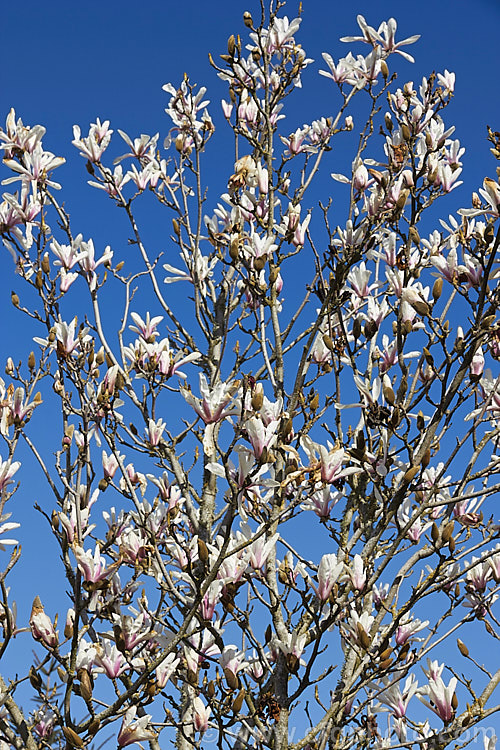 Tianmu. Magnolia (<i>Magnolia amoena</i>), a small, 7-12m tall, deciduous tree discovered in 1933 on Tianmu. Mountain (<i>Tianmushan, Tienmu or Tien-mu</i>) in eastern China. The small white and pink flowers open early, before the foliage develops, and are mildly scented. Although rare in the wild, Tianmu. Magnolia is well-established in cultivation and Tianmu. Mountain is a UNESCO biosphere nature reserve. Order: Magnoliales, Family: Magnoliaceae