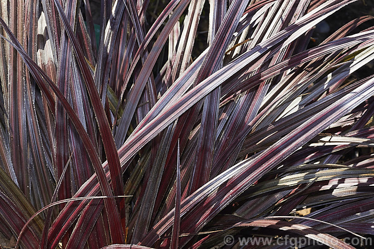 Astelia fragrans 'Red Devil', a silver and reddish-bronze-leaved cultivar of a clumping, evergreen perennial found through most of the damper areas of New Zealand from sea level to 900m. The species was once considered a form of Astelia nervosa. astelia-2377htm'>Astelia. <a href='asteliaceae-plant-family-photoshtml'>Asteliaceae</a>.