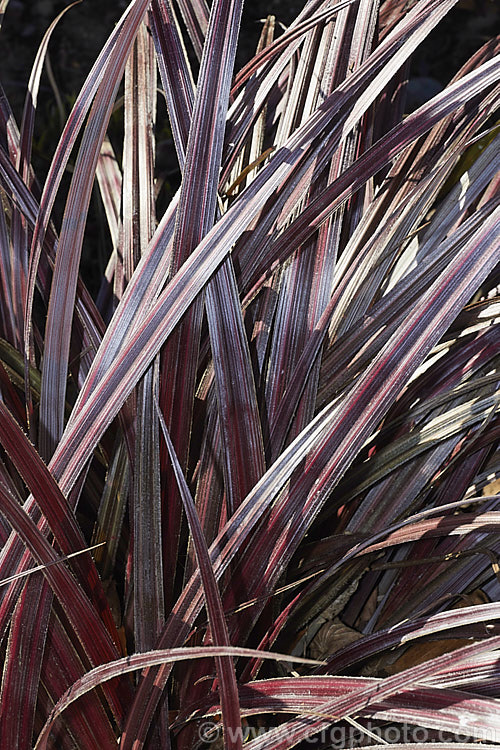 Astelia fragrans 'Red Devil', a silver and reddish-bronze-leaved cultivar of a clumping, evergreen perennial found through most of the damper areas of New Zealand from sea level to 900m. The species was once considered a form of Astelia nervosa. astelia-2377htm'>Astelia. <a href='asteliaceae-plant-family-photoshtml'>Asteliaceae</a>.