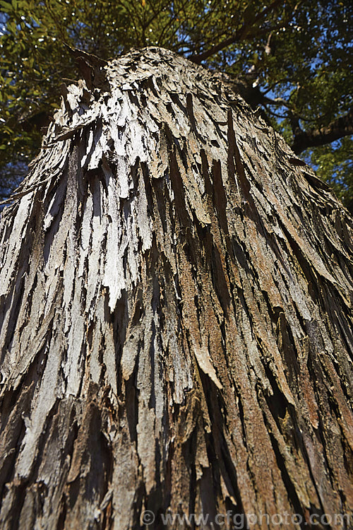 A view up the trunk of a Strawberry Tree (<i>Arbutus unedo</i>), showing its peeling bark. This large evergreen shrub or small tree is found from Europe to western Asia. It has clusters of small, white, bell-shaped flowers followed by warty yellow fruits that redden when ripe. It is common for the tree to carry ripe fruit and flowers at the same time. The fruit is edible but unpalatable. Order: Ericales, Family: Ericaceae