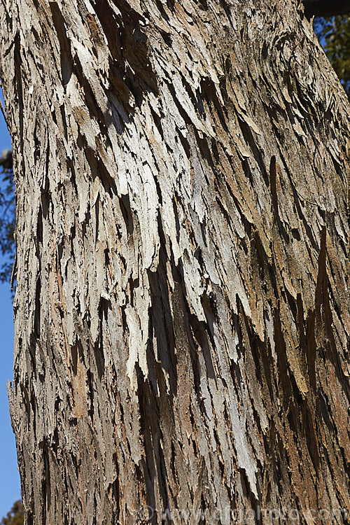 A view up the trunk of a Strawberry Tree (<i>Arbutus unedo</i>), showing its peeling bark. This large evergreen shrub or small tree is found from Europe to western Asia. It has clusters of small, white, bell-shaped flowers followed by warty yellow fruits that redden when ripe. It is common for the tree to carry ripe fruit and flowers at the same time. The fruit is edible but unpalatable. Order: Ericales, Family: Ericaceae