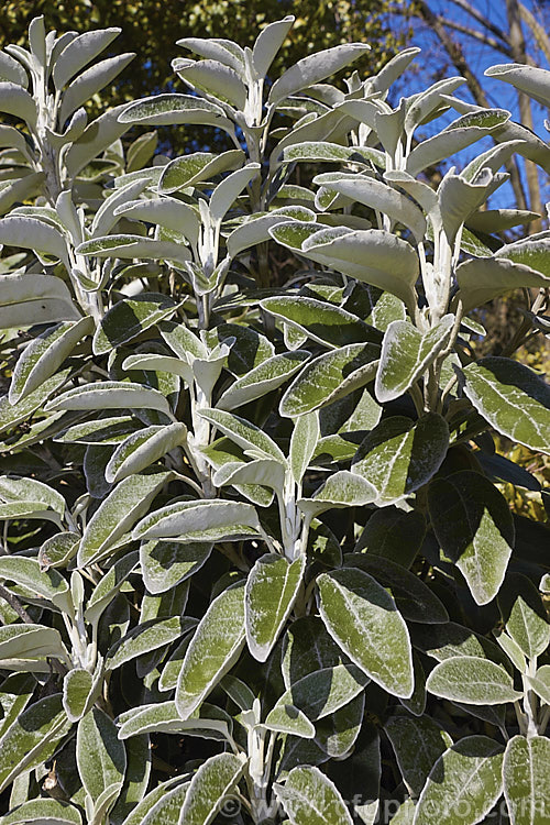 Brachyglottis greyi (syn. Senecio greyi</i>), showing the silvery white indumentum on the stems and the underside of the foliage. This tough evergreen shrub is native to coastal areas of New Zealand It grows to around 15m high x 2m wide, blooms heavily in early summer, with masses of bright yellow daisies and is very useful for windy seaside gardens. brachyglottis-2162htm'>Brachyglottis.