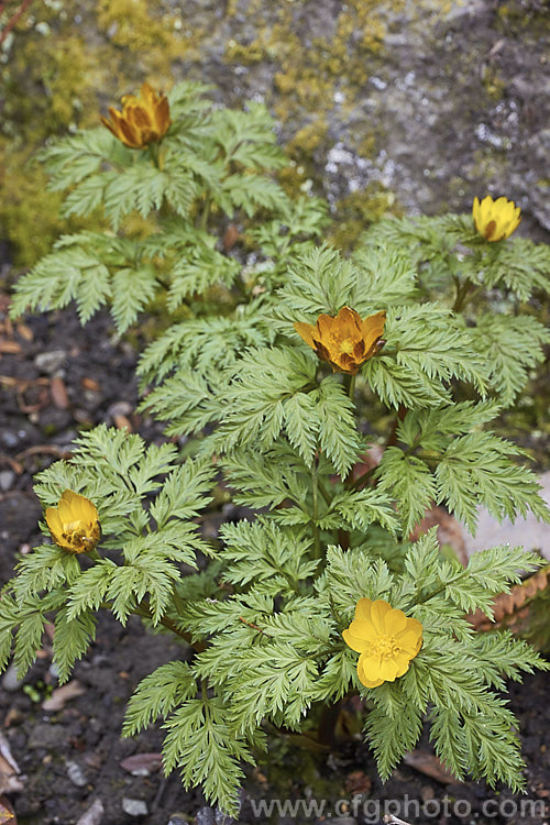 <i>Adonis amurensis</i>, a small, hardy, winter- to early spring-flowering perennial native to northeastern China, Japan and Korea. A relative of the buttercups, as shown by the flowers, it grows to around 15cm tall and the first flowers can appear before the ferny foliage emerges. Order: Ranunculales, Family: Ranunculaceae