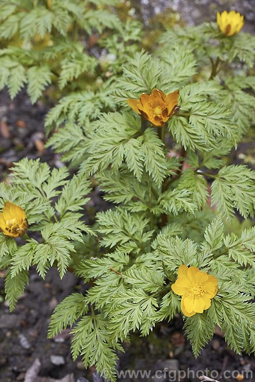 <i>Adonis amurensis</i>, a small, hardy, winter- to early spring-flowering perennial native to northeastern China, Japan and Korea. A relative of the buttercups, as shown by the flowers, it grows to around 15cm tall and the first flowers can appear before the ferny foliage emerges. Order: Ranunculales, Family: Ranunculaceae