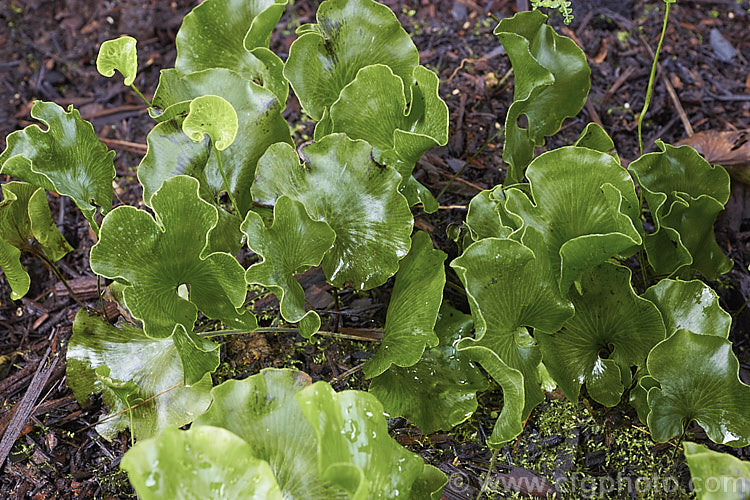 Kidney Fern (<i>Cardiomanes reniforme</i> [syns. <i>Trichomanes reniforme</i>, <i>Hymenophyllum nephrophyllum</i>]), a very distinctively foliaged New Zealand fern that because of its very thin, easily desiccated fronds is restricted to area of high humidity and rainfall. Order: Hymenophyllales, Family: Hymenophyllaceae