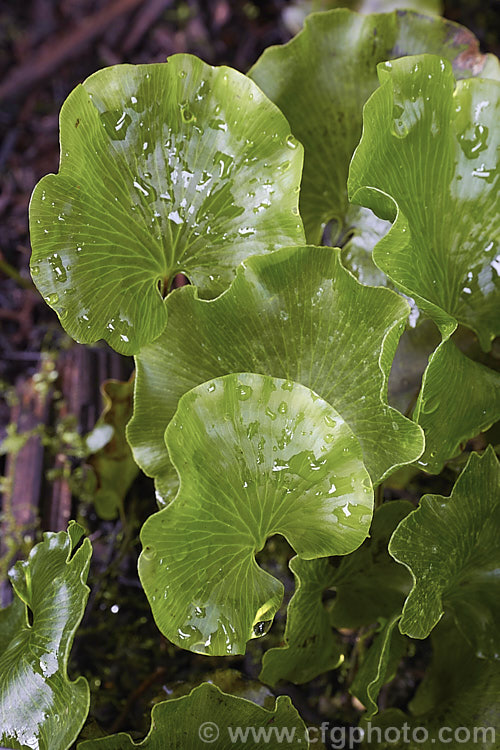 Kidney Fern (<i>Cardiomanes reniforme [syns. Trichomanes reniforme, Hymenophyllum nephrophyllum]), a very distinctively foliaged New Zealand fern that because of its very thin, easily desiccated fronds is restricted to area of high humidity and rainfall. Order: Hymenophyllales, Family: Hymenophyllaceae