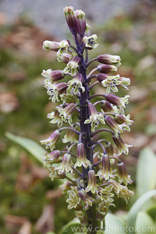 Bellevalia romana, a grape-hyacinth-like spring-flowering bulb found naturally in southern France. The cream flowers are tinted green and violet to deep blue and the stems are up to 30cm tall Order: Asparagales, Family: Asparagaceae