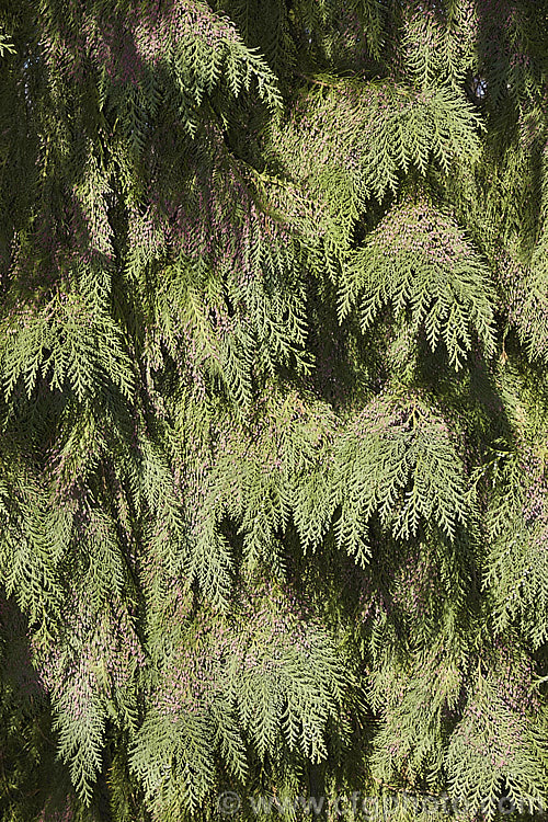 The Lawson. Cypress (<i>Chamaecyparis lawsoniana</i>) in spring with its pink male pollen cones of microstrobili. Up to 60m tall, this very upright evergreen conifer is native to the western United States. chamaecyparis-2076htm'>Chamaecyparis. Order: Pinales, Family: Cupressaceae