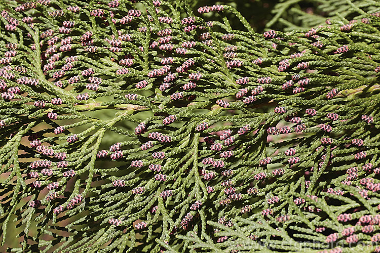 The Lawson. Cypress (<i>Chamaecyparis lawsoniana</i>) in spring with its pink male pollen cones of microstrobili. Up to 60m tall, this very upright evergreen conifer is native to the western United States. chamaecyparis-2076htm'>Chamaecyparis. Order: Pinales, Family: Cupressaceae