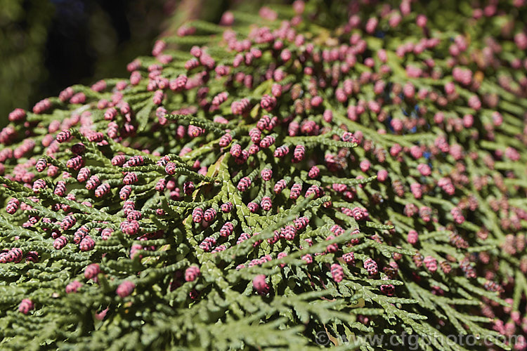 The Lawson. Cypress (<i>Chamaecyparis lawsoniana</i>) in spring with its pink male pollen cones of microstrobili. Up to 60m tall, this very upright evergreen conifer is native to the western United States. chamaecyparis-2076htm'>Chamaecyparis. Order: Pinales, Family: Cupressaceae