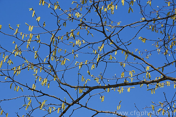 Common Hornbeam or European Hornbeam (<i>Carpinus betulus</i>) in early spring with flower catkins. This deciduous tree is up to 20m tall and is found naturally through much of Eurasia. There are many cultivated forms. Order: Fagales, Family: Betulaceae