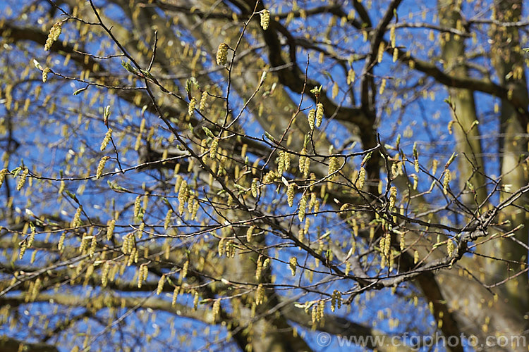 Common Hornbeam or European Hornbeam (<i>Carpinus betulus</i>) in early spring with flower catkins. This deciduous tree is up to 20m tall and is found naturally through much of Eurasia. There are many cultivated forms. Order: Fagales, Family: Betulaceae