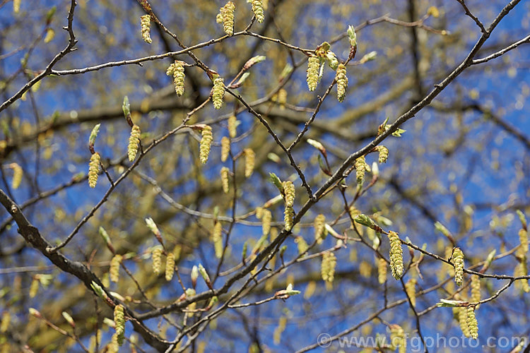 Common Hornbeam or European Hornbeam (<i>Carpinus betulus</i>) in early spring with flower catkins. This deciduous tree is up to 20m tall and is found naturally through much of Eurasia. There are many cultivated forms. Order: Fagales, Family: Betulaceae