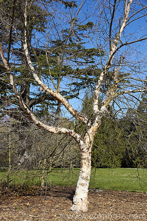 'Cully'. River Birch (<i>Betula nigra 'Cully'. Heritage</i>), a vigorous cultivar of the River Birch of the eastern United States 'Cully' has particularly attractive peeling bark in warm cream to pale brown tones. The leaves are a very deep green that contrasts well with the bark. Although the proper name is 'Cully' it is also sold under its plant patent name: Heritage. betula-2077htm'>Betula. <a href='betulaceae-plant-family-photoshtml'>Betulaceae</a>.