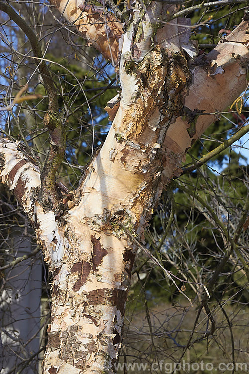 'Cully'. River Birch (<i>Betula nigra 'Cully'. Heritage</i>), a vigorous cultivar of the River Birch of the eastern United States 'Cully' has particularly attractive peeling bark in warm cream to pale brown tones. The leaves are a very deep green that contrasts well with the bark. Although the proper name is 'Cully' it is also sold under its plant patent name: Heritage. betula-2077htm'>Betula. <a href='betulaceae-plant-family-photoshtml'>Betulaceae</a>.