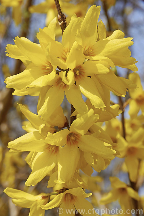 Forsythia x intermedia 'Arnold. Giant' (<i>Forsythia suspensa var. sieboldii x Forsythia viridissima</i>), a spring flowering deciduous shrub that grows to around 3m tall One of many Forsythia hybrids raised at the Arnold. Arboretum. forsythia-2986htm'>Forsythia. <a href='oleaceae-plant-family-photoshtml'>Oleaceae</a>.