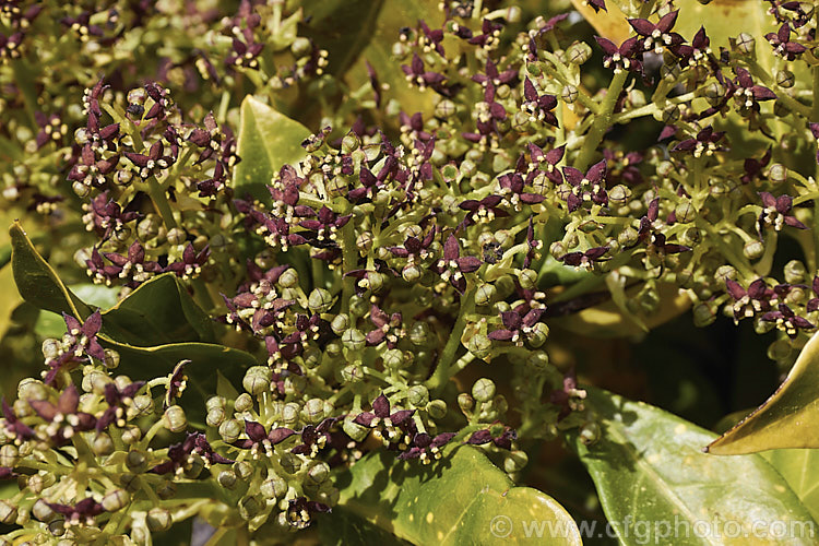 The flowers of a male Japanese Laurel (<i>Aucuba japonica</i>). This Japanese evergreen shrub usually seen in its widely cultivated variegated and fancy foliaged forms. Female plants bear clusters of large red berries in winter. Their flowers appears at the same time as those of the male but they lack anthers. aucuba-2280htm'>Aucuba. <a href='garryaceae-plant-family-photoshtml'>Garryaceae</a>.