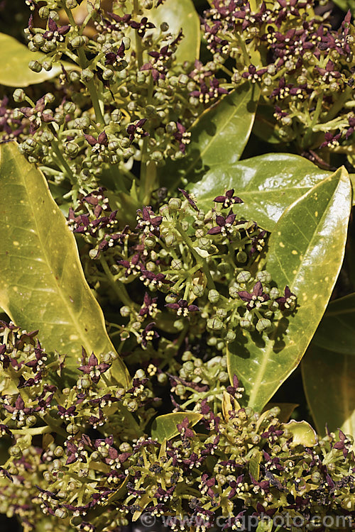 The flowers of a male Japanese Laurel (<i>Aucuba japonica</i>). This Japanese evergreen shrub usually seen in its widely cultivated variegated and fancy foliaged forms. Female plants bear clusters of large red berries in winter. Their flowers appears at the same time as those of the male but they lack anthers. aucuba-2280htm'>Aucuba. <a href='garryaceae-plant-family-photoshtml'>Garryaceae</a>.