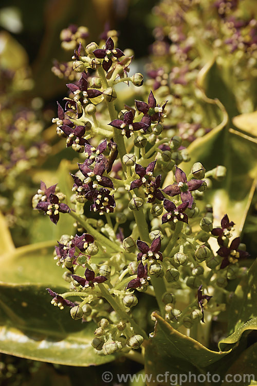 The flowers of a male Japanese Laurel (<i>Aucuba japonica</i>). This Japanese evergreen shrub usually seen in its widely cultivated variegated and fancy foliaged forms. Female plants bear clusters of large red berries in winter. Their flowers appears at the same time as those of the male but they lack anthers. aucuba-2280htm'>Aucuba. <a href='garryaceae-plant-family-photoshtml'>Garryaceae</a>.