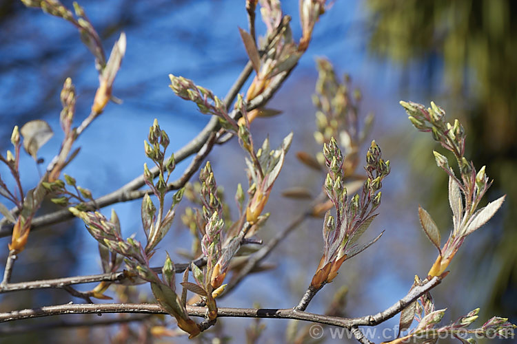 The maturing flower and young foliage buds of Amelanchier lamarckii. Often misidentified in gardens as Amelanchier canadensis, this spring-flowering deciduous shrub or tree to 10m tall is a native of eastern Canada. Order: Rosales, Family: Rosaceae