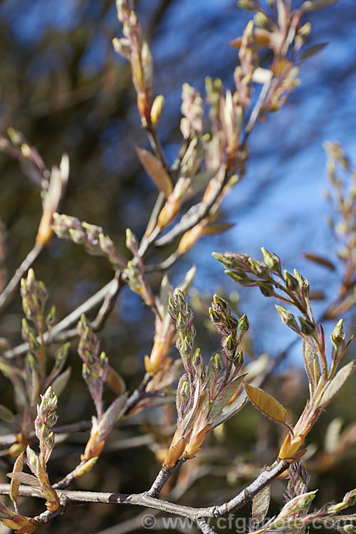 The maturing flower and young foliage buds of Amelanchier lamarckii. Often misidentified in gardens as Amelanchier canadensis, this spring-flowering deciduous shrub or tree to 10m tall is a native of eastern Canada. Order: Rosales, Family: Rosaceae