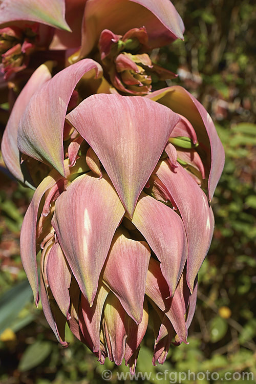 The developing flowerhead of Beschorneria yuccoides, a semi-succulent yucca-like perennial from Mexico. The red flower stems and bracts partially conceal tubular, green flowers. beschorneria-2412htm'>Beschorneria.